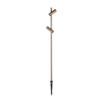 Juncus 2 Heads